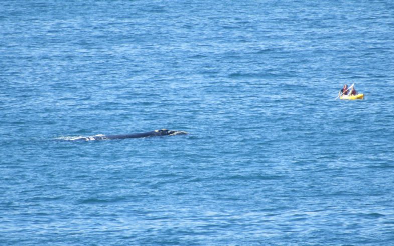 A Day of Whale Watching
